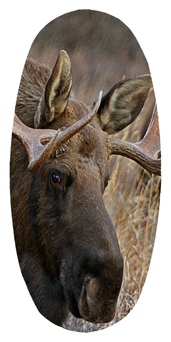 DASOV 314 Gone Hunting (Moose)